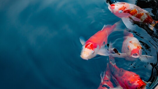 Decoding Demand Generation vs. Demand Creation in Recruitment Marketing